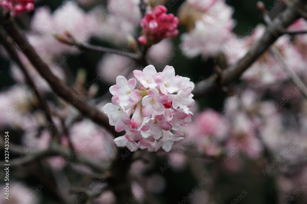 Culver's root Fragrant Viburnum Viburnum farrei Stearn Culver's root Fragrant Viburnum Viburnum farrei Stearn
