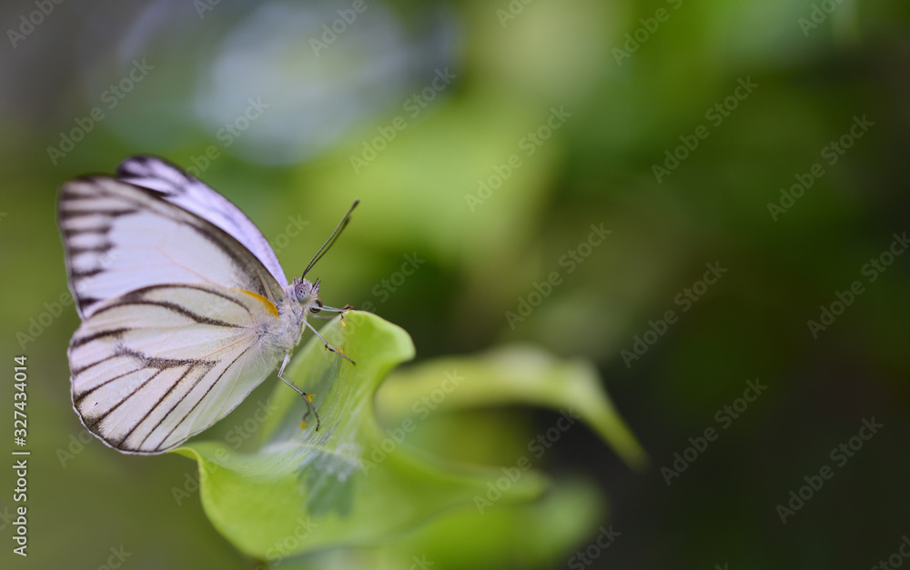 Obraz premium A small white butterfly sits on a branch against a green background with space for text