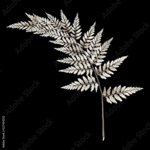 Monochrome white beige fern branch leaves isolated on black background