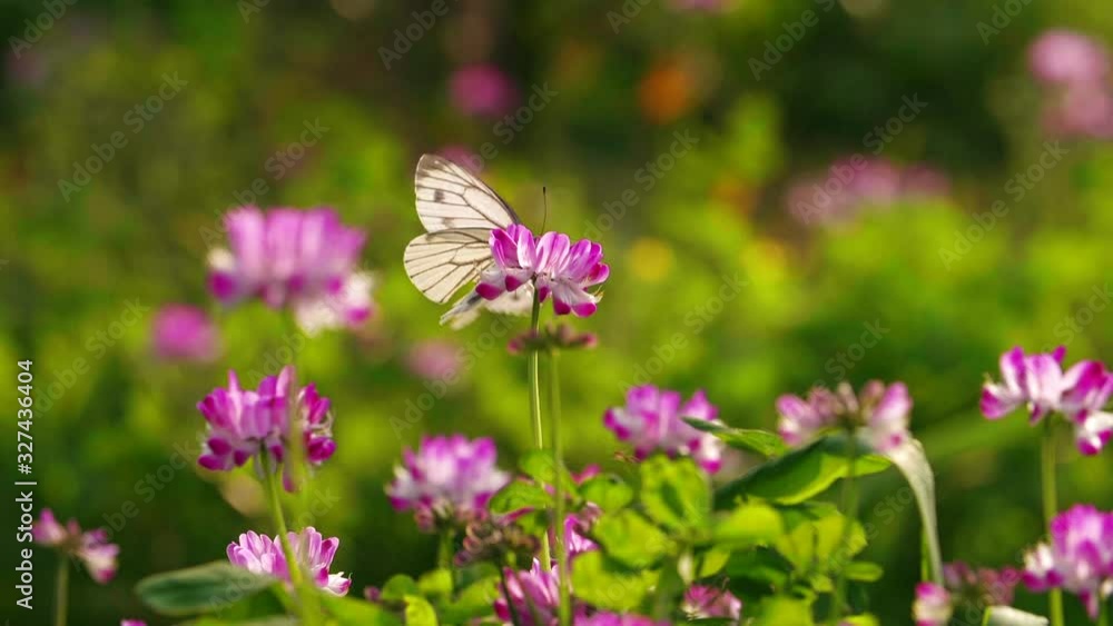 Spring field with butterfly on flower Spring field with butterfly on flower
