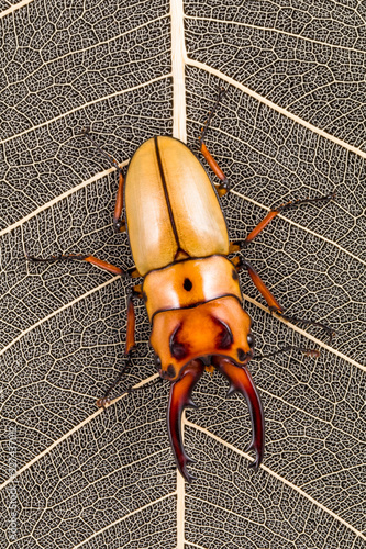Giant stag beetle on a leaf, Indonesia