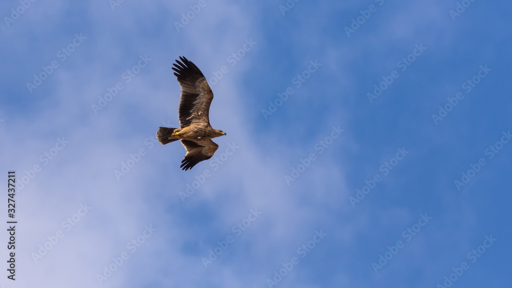 Fototapeta premium Eastern imperial eagle