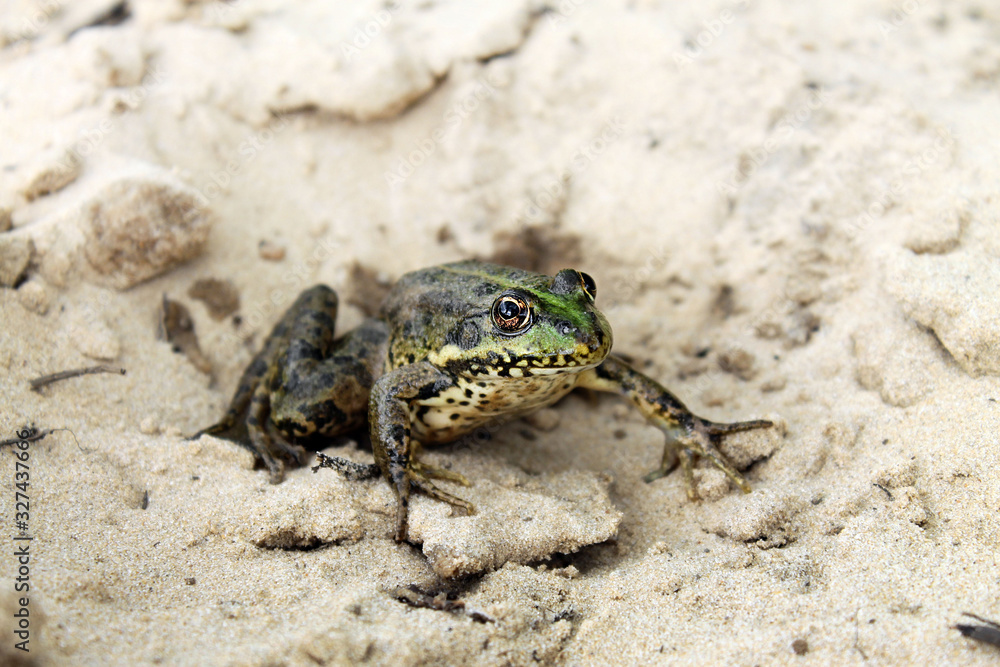 green river frog sitting on the sand green river frog sitting on the sand