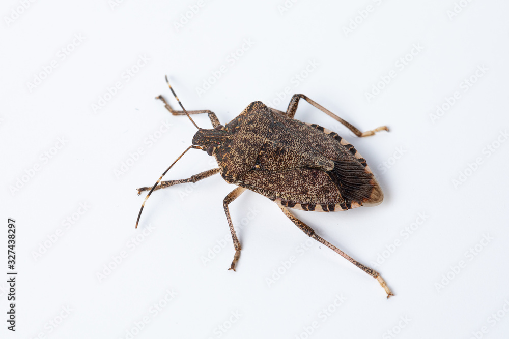 how to eliminate Asian bedbugs: home hygiene concept how to eliminate Asian bedbugs: home hygiene concept