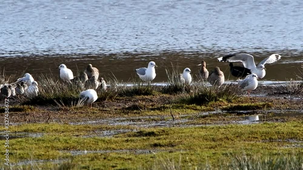 Redshank, Curlew, Black-tailed Godwit and many others wader birds in habitat. Redshank, Curlew, Black-tailed Godwit and many others wader birds in habitat.
