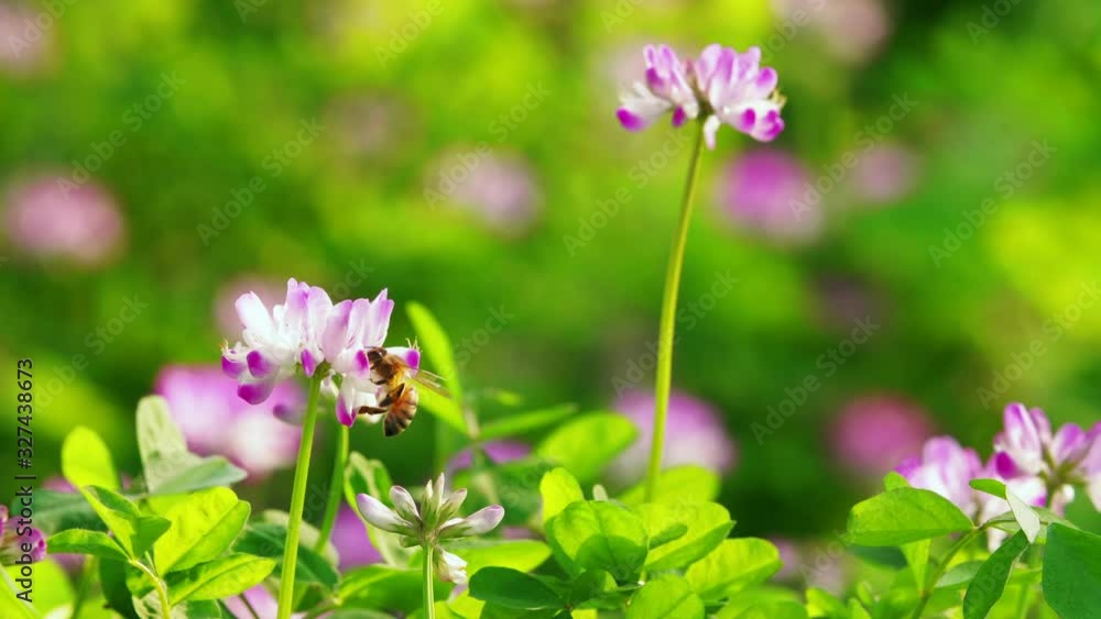 4k slow motion of two honey bees flying around pink flower bud in the fresh spring sunny field insect collecting pollen in the nature footage 4k slow motion of two honey bees flying around pink flower bud in the fresh spring sunny field insect collecting pollen in the nature footage