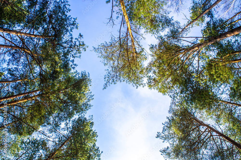 Fototapeta premium View of the treetops. Coniferous forest crowns for background