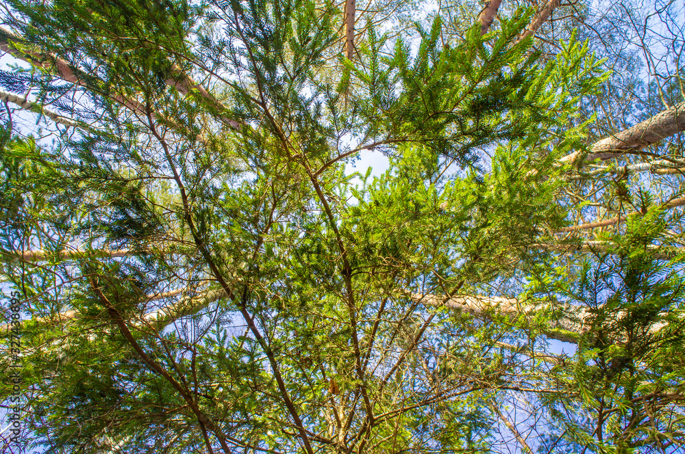 View of the treetops. Coniferous forest crowns for background View of the treetops. Coniferous forest crowns for background