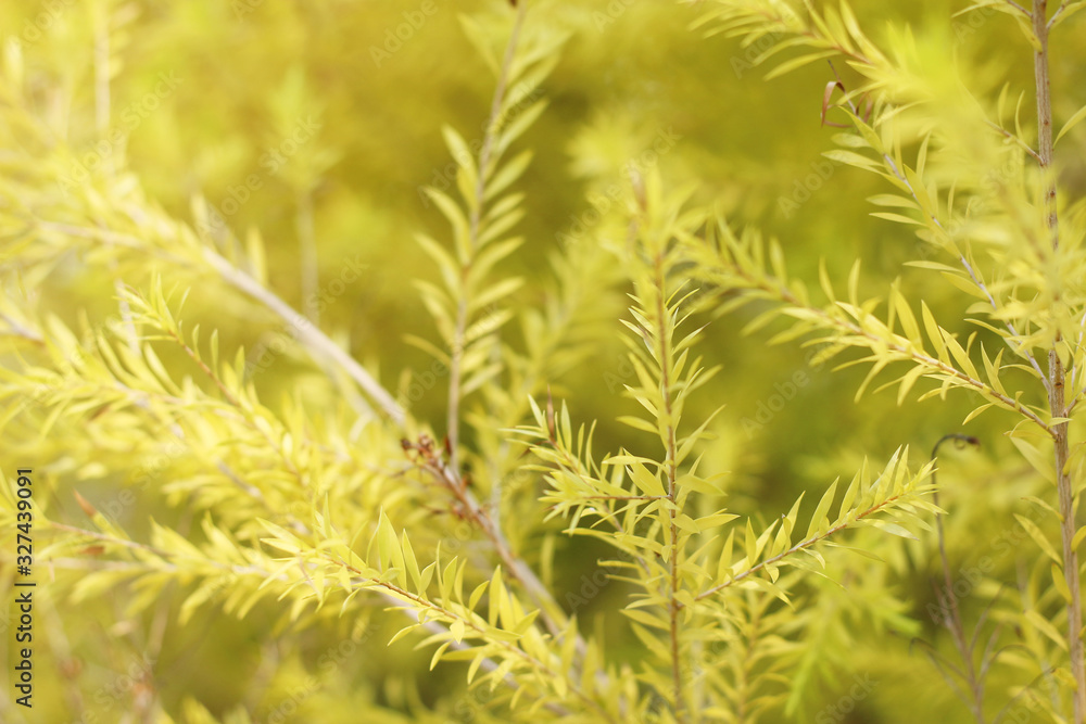 beautiful autumn macro yellow leaves background blurred beautiful autumn macro yellow leaves background blurred