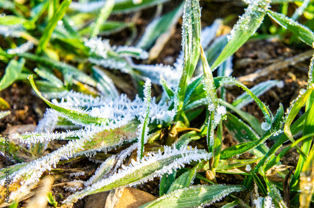 Fototapeta premium Beautiful green grass with frozen ice closeup for background