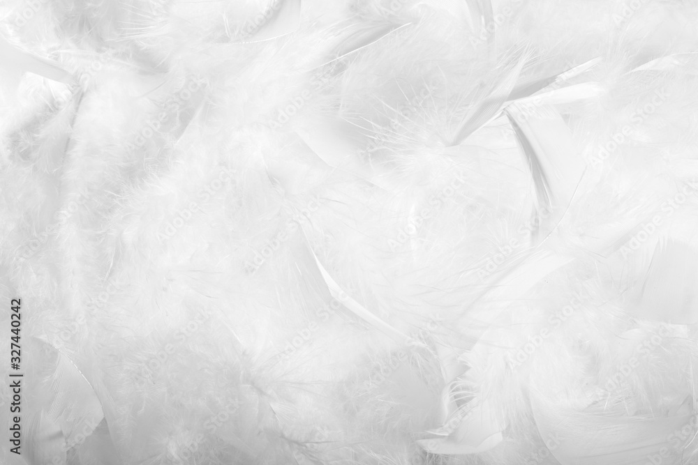 texture of feathers and down.white background texture of feathers and down.white background