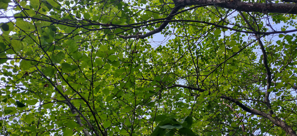 Fototapeta premium green leaves of tree
