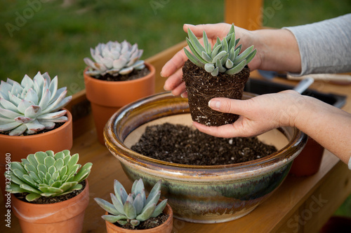 Decorating Succulent Pots