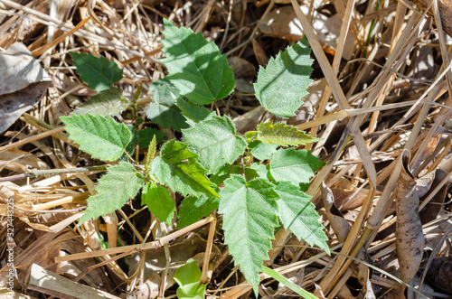 Stinging Nettle Plant photo