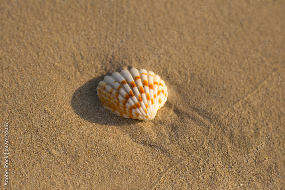 White striped shell lies on smooth sand, close up White striped shell lies on smooth sand, close up