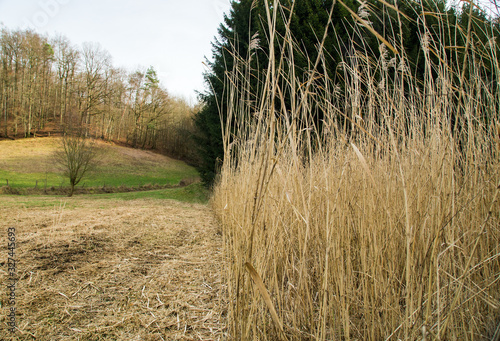 Ackerbau vor nadelwald 