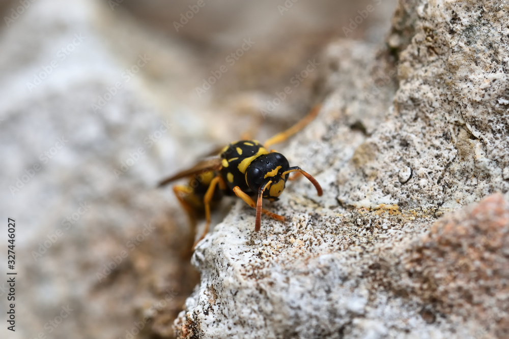 Detail of a wasp perched on a stone Detail of a wasp perched on a stone