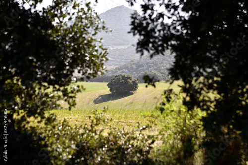 Panoramic of cultivated fields in Andalusia