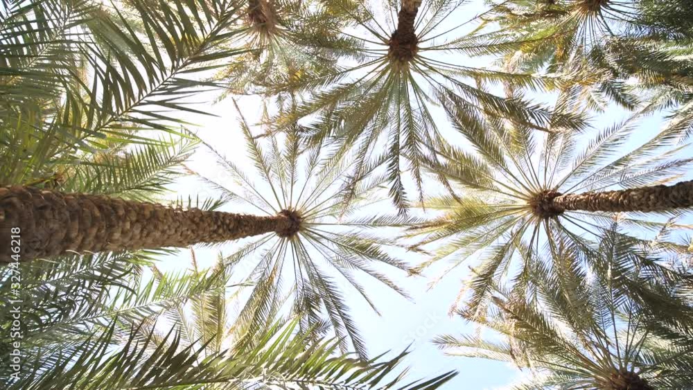 Palm jungle on a sunny day. Video on the move. Palm jungle on a sunny day. Video on the move.
