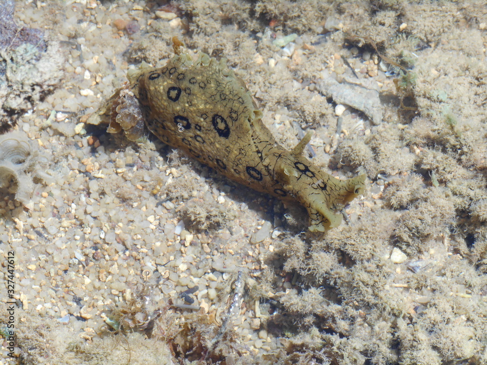 Babosa de mar, Aplysia dactylomela Babosa de mar, Aplysia dactylomela