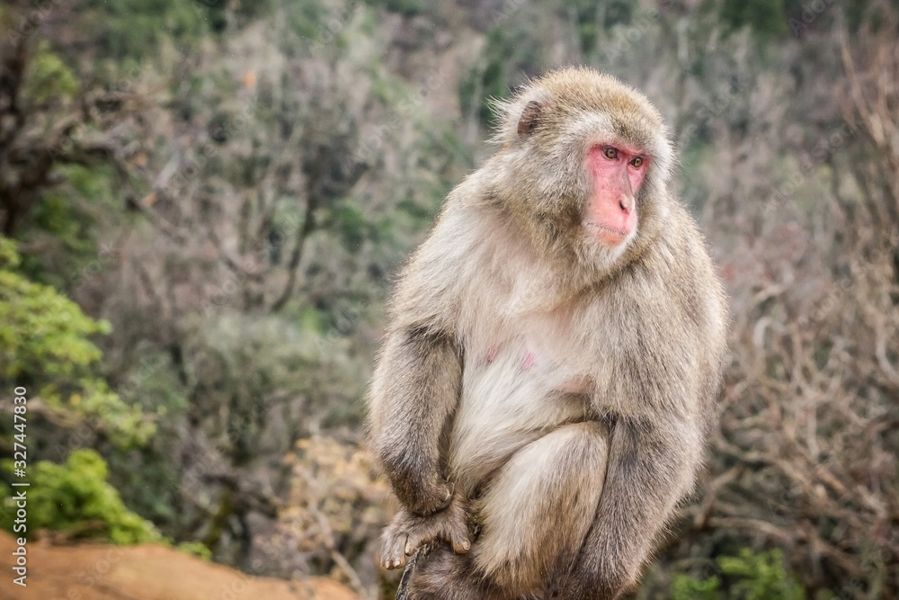 Iwatayama Monkey Park in Kyoto. Japan tourist attraction. Animal wildlife travel background. Iwatayama Monkey Park in Kyoto. Japan tourist attraction. Animal wildlife travel background.