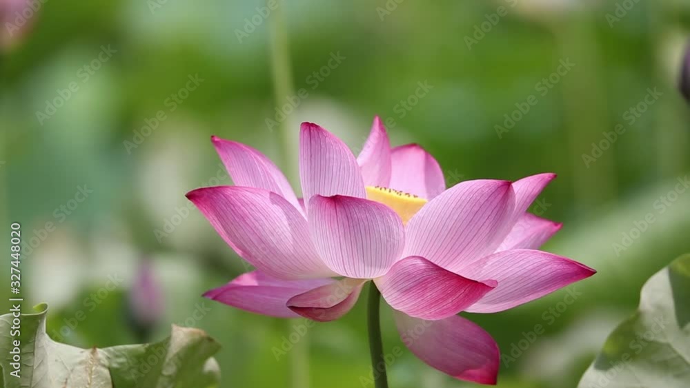 Close up macro of fresh Lotus flower in a pond Close up macro of fresh Lotus flower in a pond