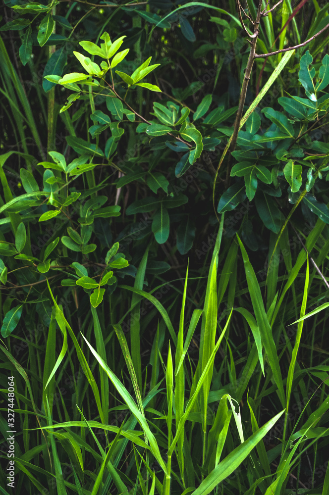 green grass with water drops green grass with water drops