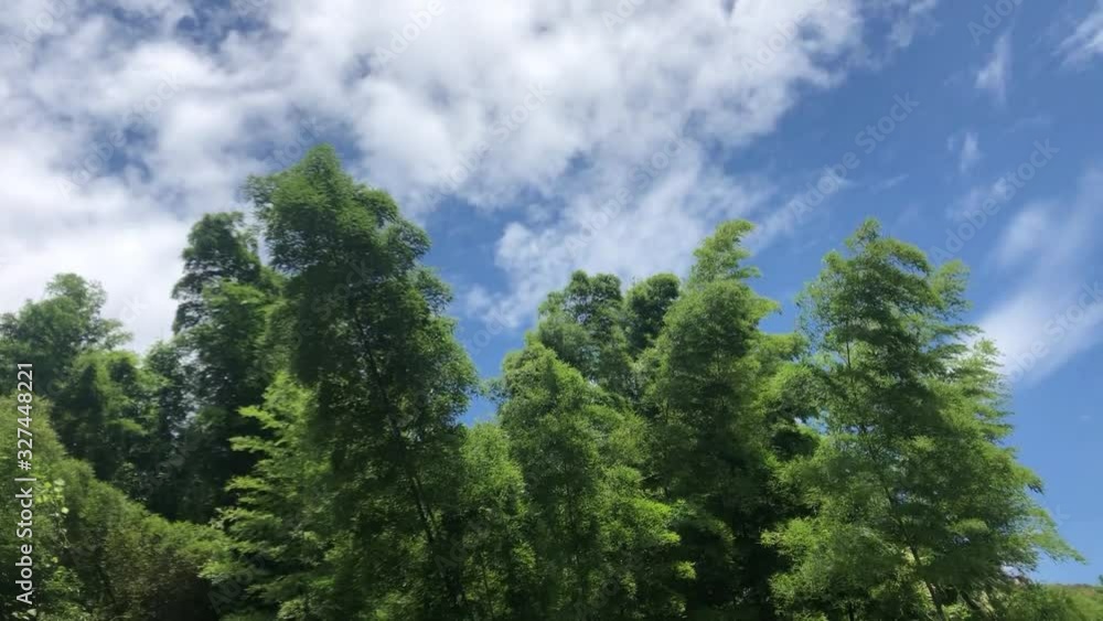 Relaxing lifestyle. Trees in a park in a smooth wind Relaxing lifestyle. Trees in a park in a smooth wind