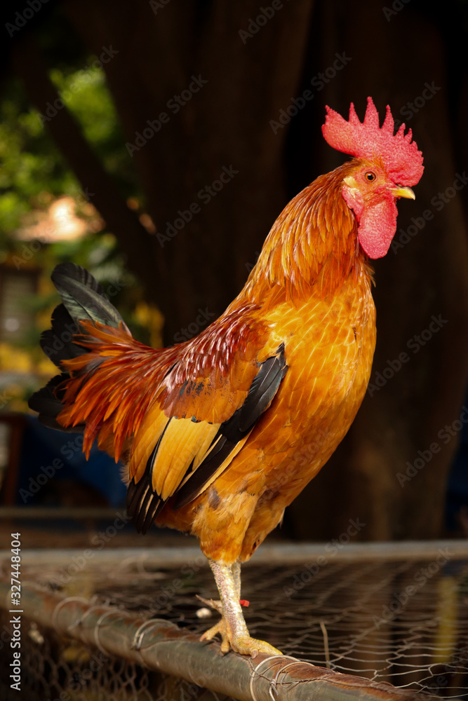 Fototapeta premium portrait of rooster