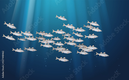 Seabass fishes blue background, marine life in schools. Atlantic ocean fish flock, simple water inhabitants. Seafood packaging and market. Vector illustration used in backdrop design. Banner.
