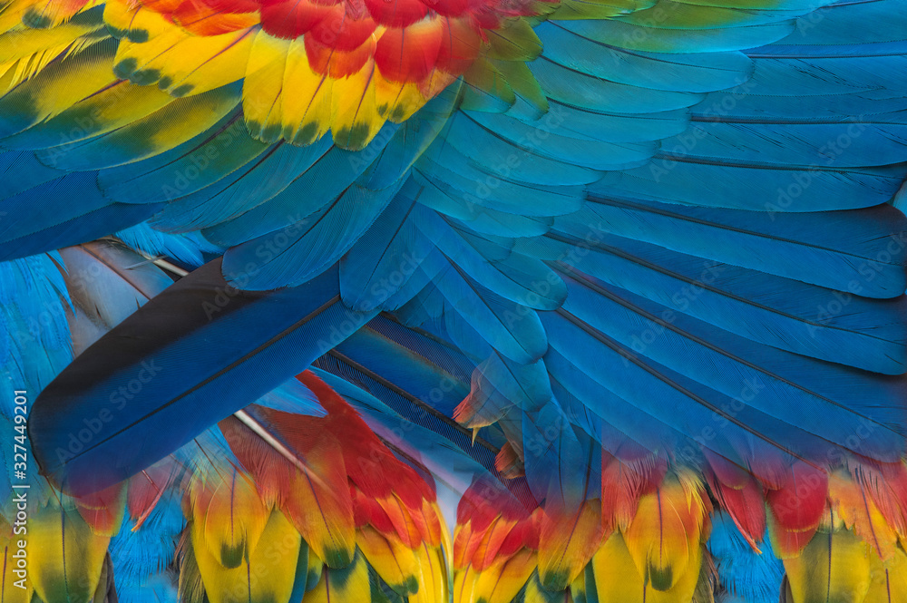 Obraz premium The colorful feathers of the macaw for use in the background.