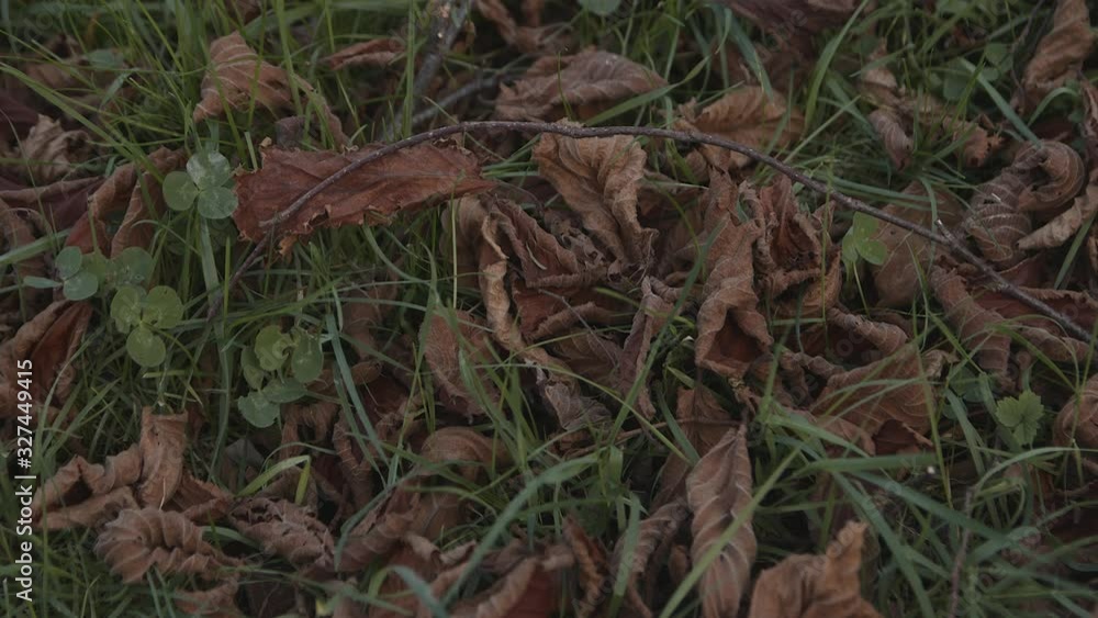 Footsteps that creak: Field covered with dry leaves. Footsteps that creak: Field covered with dry leaves.