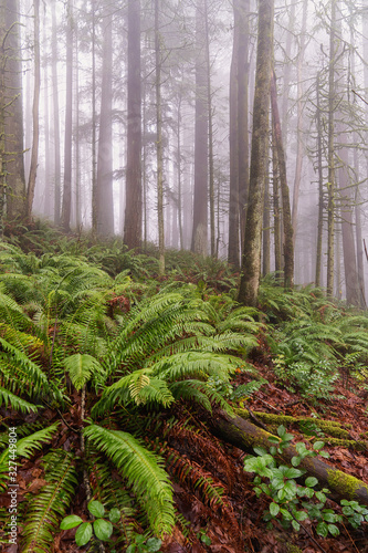 Trees and Ferns In The Foggy Forest