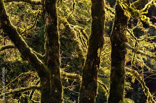 trees in the forest photo