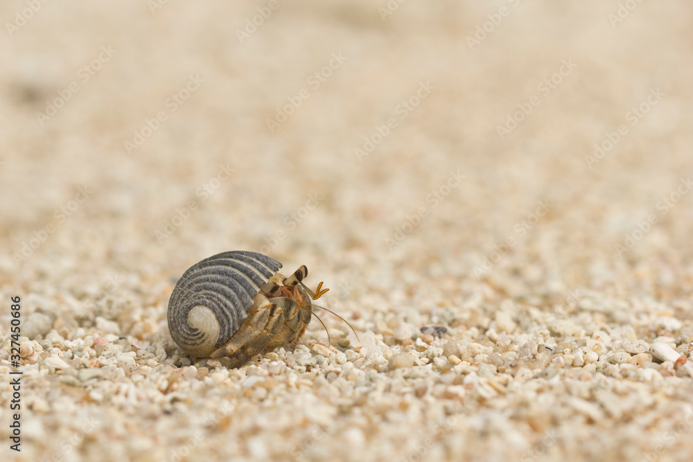 Hermit crab with antennae in a striped shell on the sand in the natural environment.