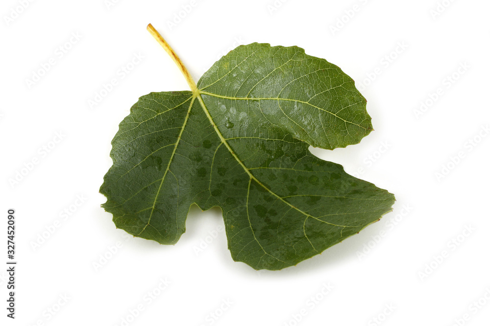 Fototapeta premium Fig leaf isolated on white
