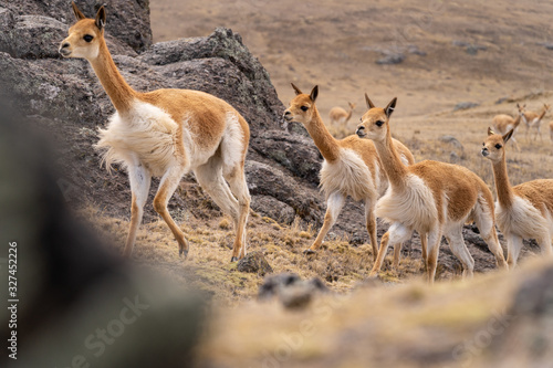 Foto Vicuna Chaccu in Peru Highlands