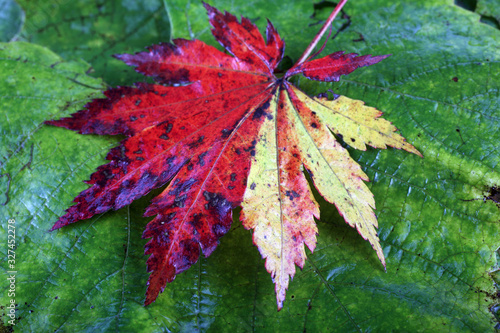 Autumn maple and grape leaves background photo