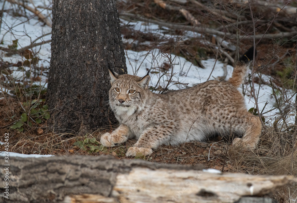 Obraz premium Siberian Lynx