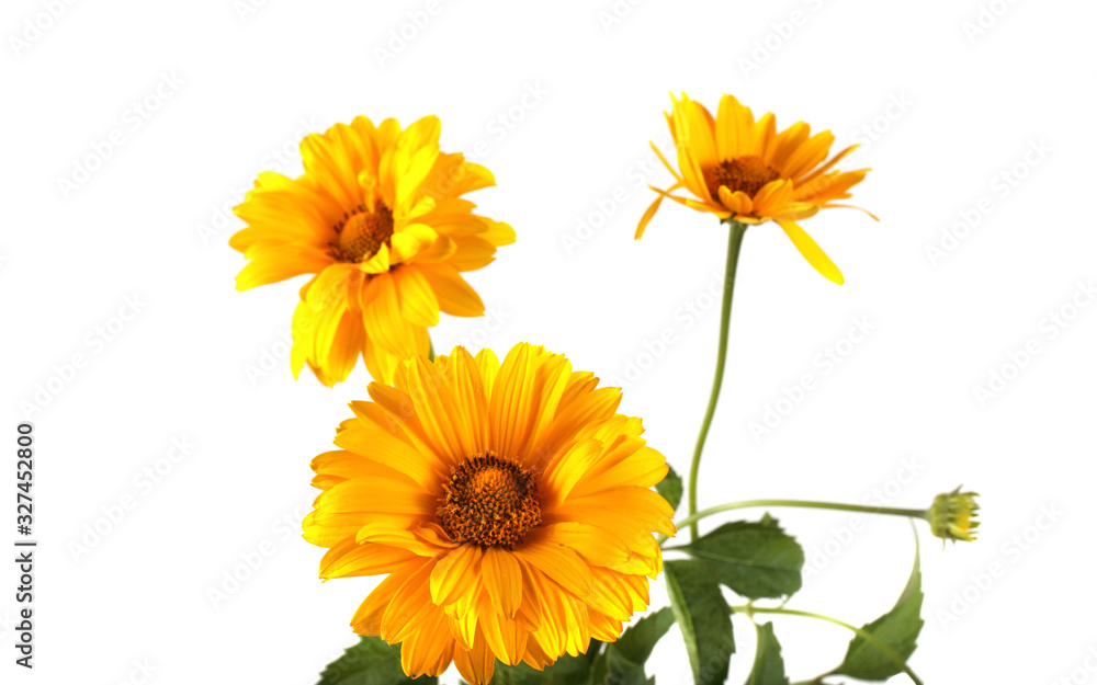 Obraz premium Yellow chamomiles