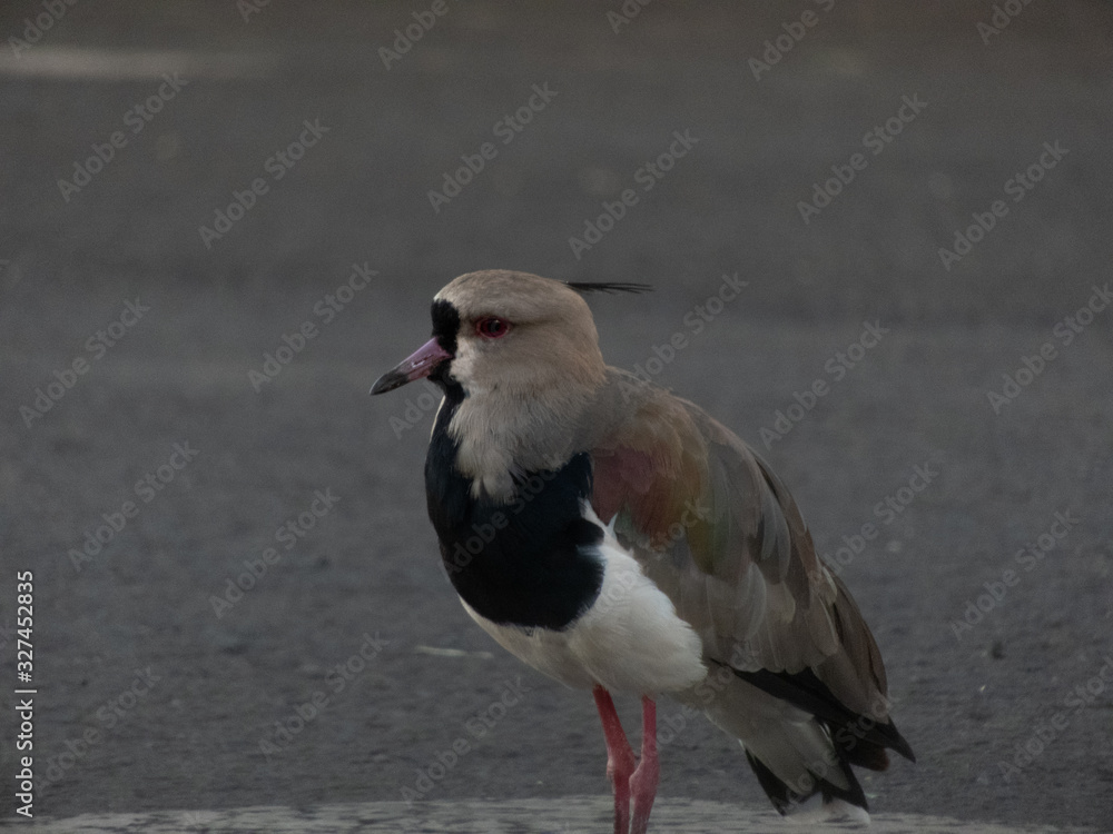 Obraz premium taking advantage of the day to photograph birds of the species Quero-Quero