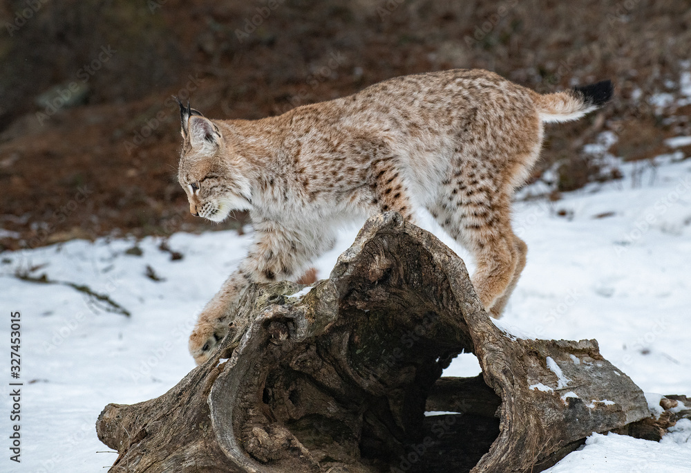Fototapeta premium Siberian Lynx