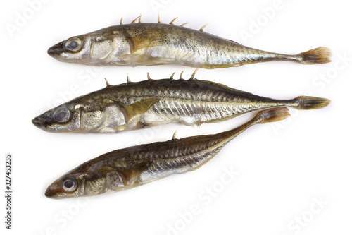 Stickleback fish isolated on white