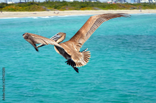 Brown pelican flying over the fishing pier at Dania Beach,Florida