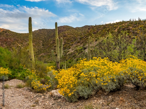 saguaro cactus with yellow desert flowers