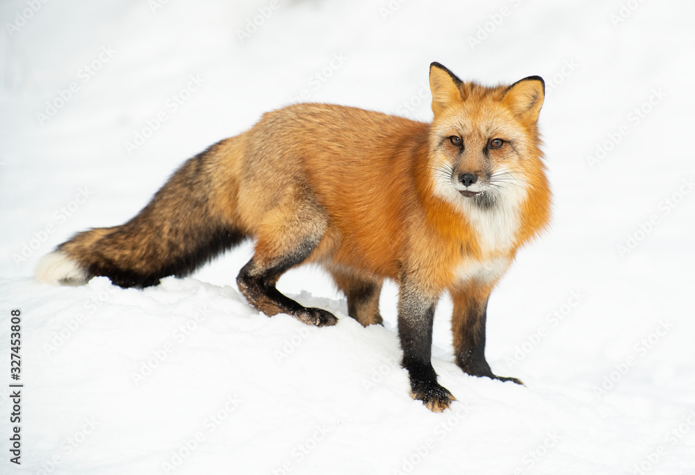 Red fox in. winter forest