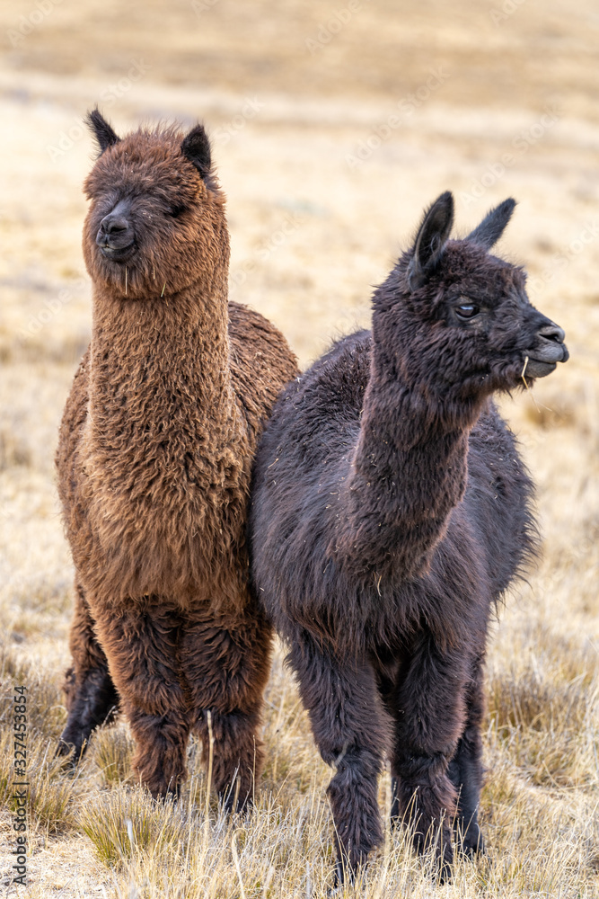 Fototapeta premium Alpaca in Peru Highlands Andes Mountains