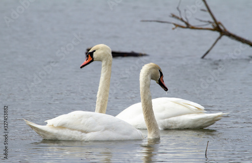 Swans on the Olt river in Romania