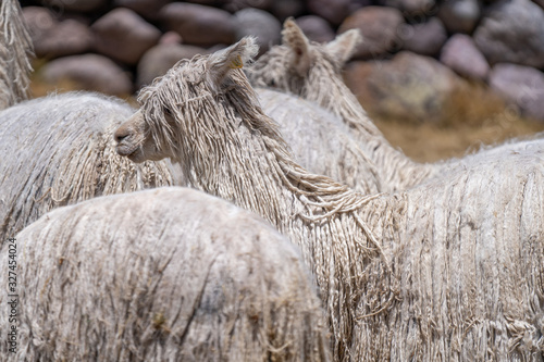 Alpaca in Peru Highlands Andes Mountains photo