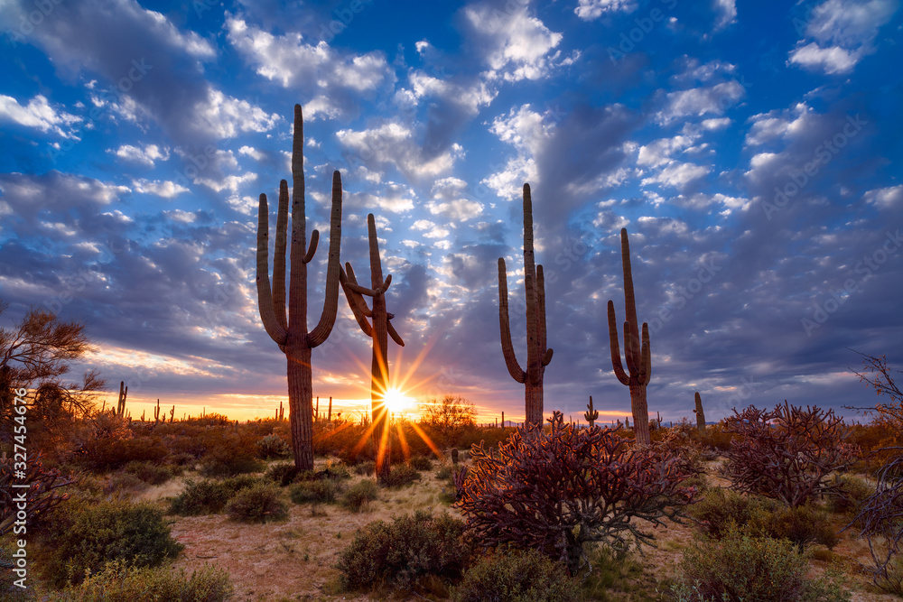 Saguaro cactus and Arizona desert landscape at sunset